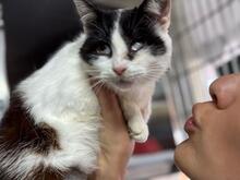 CALLA, Katze, Europäisch Kurzhaar in Italien - Bild 3