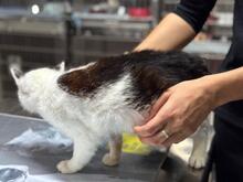 CALLA, Katze, Europäisch Kurzhaar in Italien - Bild 5