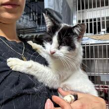 CALLA, Katze, Europäisch Kurzhaar in Italien - Bild 6