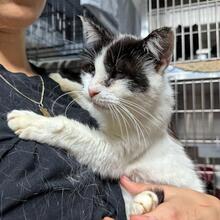 CALLA, Katze, Europäisch Kurzhaar in Italien - Bild 7