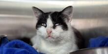 CALLA, Katze, Europäisch Kurzhaar in Italien - Bild 8