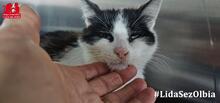 CALLA, Katze, Europäisch Kurzhaar in Italien - Bild 9