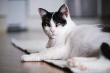 CALLA, Katze, Europäisch Kurzhaar in München