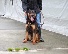 SAMBA, Hund, Mischlingshund in Elmshorn - Bild 1