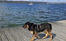 SAMBA, Hund, Mischlingshund in Elmshorn - Bild 2
