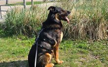 SAMBA, Hund, Mischlingshund in Elmshorn - Bild 3