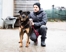 SAMBA, Hund, Mischlingshund in Elmshorn - Bild 5