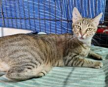 CATELLA, Katze, Europäisch Kurzhaar in Italien
