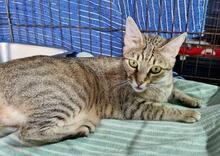 CATELLA, Katze, Europäisch Kurzhaar in Italien - Bild 2