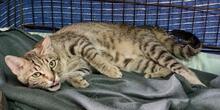 CATELLA, Katze, Europäisch Kurzhaar in Italien - Bild 4