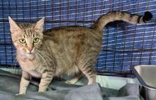 CATELLA, Katze, Europäisch Kurzhaar in Italien - Bild 5