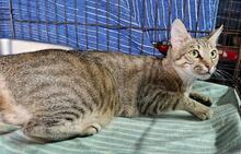 CATELLA, Katze, Europäisch Kurzhaar in Italien - Bild 6