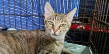 CATELLA, Katze, Europäisch Kurzhaar in Italien - Bild 7