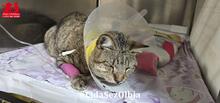 CATELLA, Katze, Europäisch Kurzhaar in Italien - Bild 8