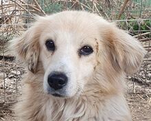 TESSA, Hund, Mischlingshund in Rumänien - Bild 1