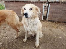 TESSA, Hund, Mischlingshund in Rumänien - Bild 3