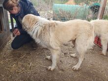 TESSA, Hund, Mischlingshund in Rumänien - Bild 4