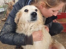 TESSA, Hund, Mischlingshund in Rumänien - Bild 5