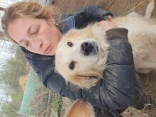 TESSA, Hund, Mischlingshund in Rumänien - Bild 8