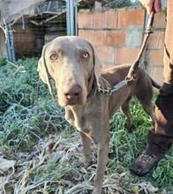 TANA, Hund, Weimaraner in Krefeld - Bild 3