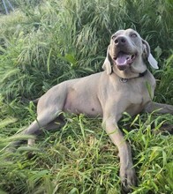TANA, Hund, Weimaraner in Krefeld - Bild 4