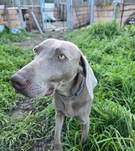 TANA, Hund, Weimaraner in Krefeld - Bild 5