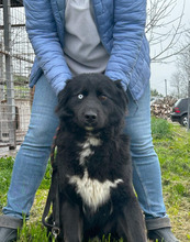 BO, Hund, Mischlingshund in Bulgarien