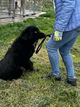 BO, Hund, Mischlingshund in Bulgarien - Bild 4