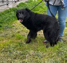 BO, Hund, Mischlingshund in Bulgarien - Bild 5