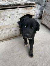 BO, Hund, Mischlingshund in Bulgarien - Bild 6