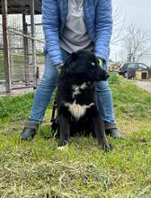 BO, Hund, Mischlingshund in Bulgarien - Bild 7