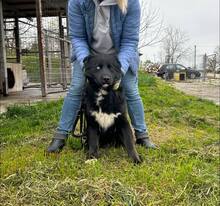BO, Hund, Mischlingshund in Bulgarien - Bild 8