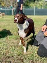 NOCE, Hund, Terrier-Mix in Italien - Bild 1