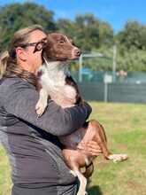 NOCE, Hund, Terrier-Mix in Italien - Bild 2