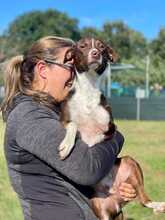 NOCE, Hund, Terrier-Mix in Italien - Bild 3