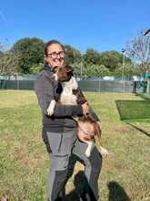NOCE, Hund, Terrier-Mix in Italien - Bild 4