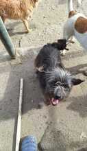 LOTTA, Hund, Mischlingshund in Rumänien - Bild 2