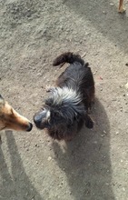 LOTTA, Hund, Mischlingshund in Rumänien - Bild 4