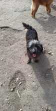 LOTTA, Hund, Mischlingshund in Rumänien - Bild 5