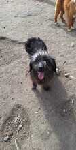 LOTTA, Hund, Mischlingshund in Rumänien - Bild 6