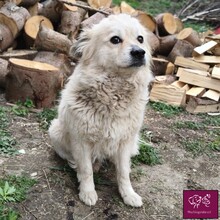 GUNDA, Hund, Mischlingshund in Rumänien - Bild 1