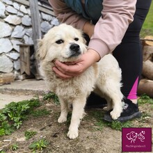 GUNDA, Hund, Mischlingshund in Rumänien - Bild 3