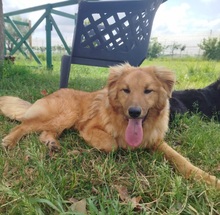 BIONDO, Hund, Mischlingshund in Italien - Bild 1