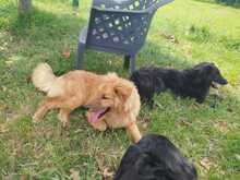BIONDO, Hund, Mischlingshund in Italien - Bild 2