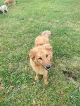 BIONDO, Hund, Mischlingshund in Italien - Bild 3
