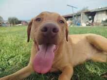 ESMA, Hund, Mischlingshund in Italien - Bild 1