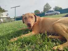 ESMA, Hund, Mischlingshund in Italien - Bild 2