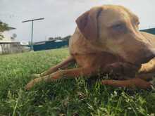 ESMA, Hund, Mischlingshund in Italien - Bild 4
