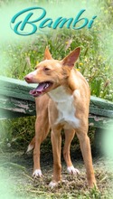 BAMBI, Hund, Mischlingshund in Portugal - Bild 2