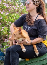 BAMBI, Hund, Mischlingshund in Portugal - Bild 3